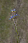 Nash's blue-eyed grass